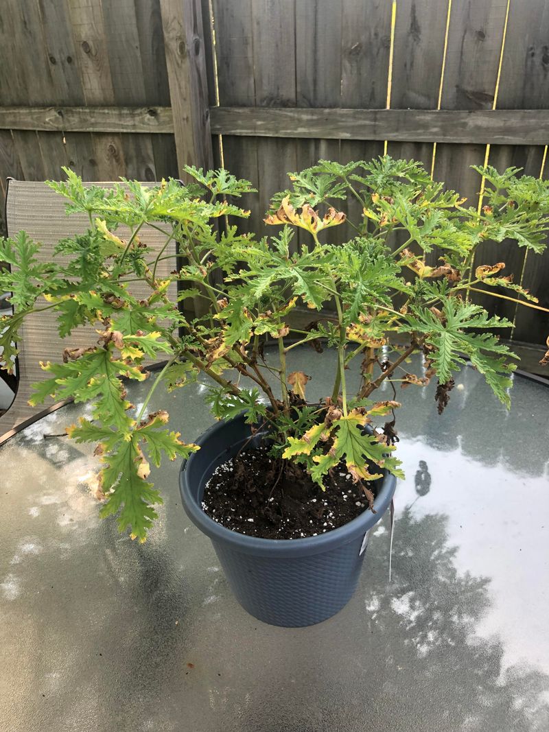 6. Citronella