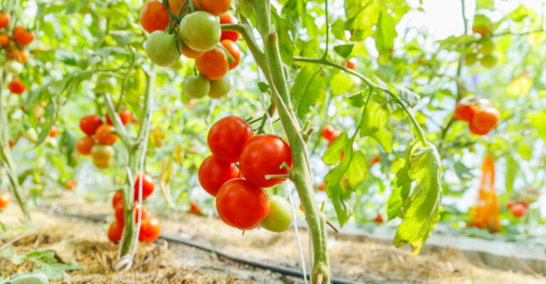 6 Best Spots To Plant Tomatoes And 5 Places Where They Won’t Survive