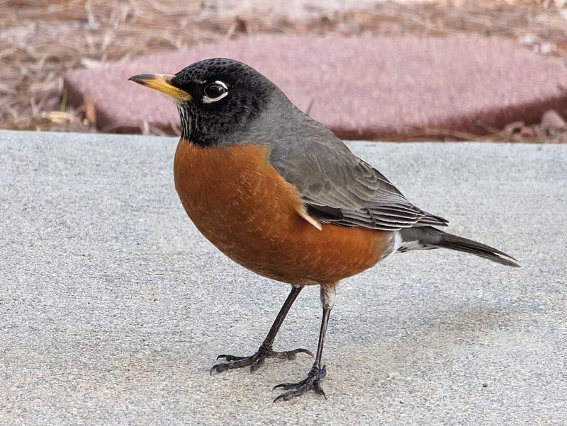 Robins Prefer Insects Over Seeds