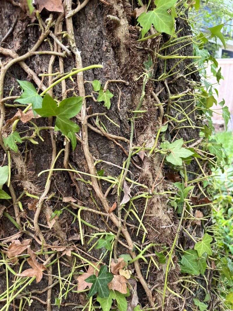Destroys Tree Health