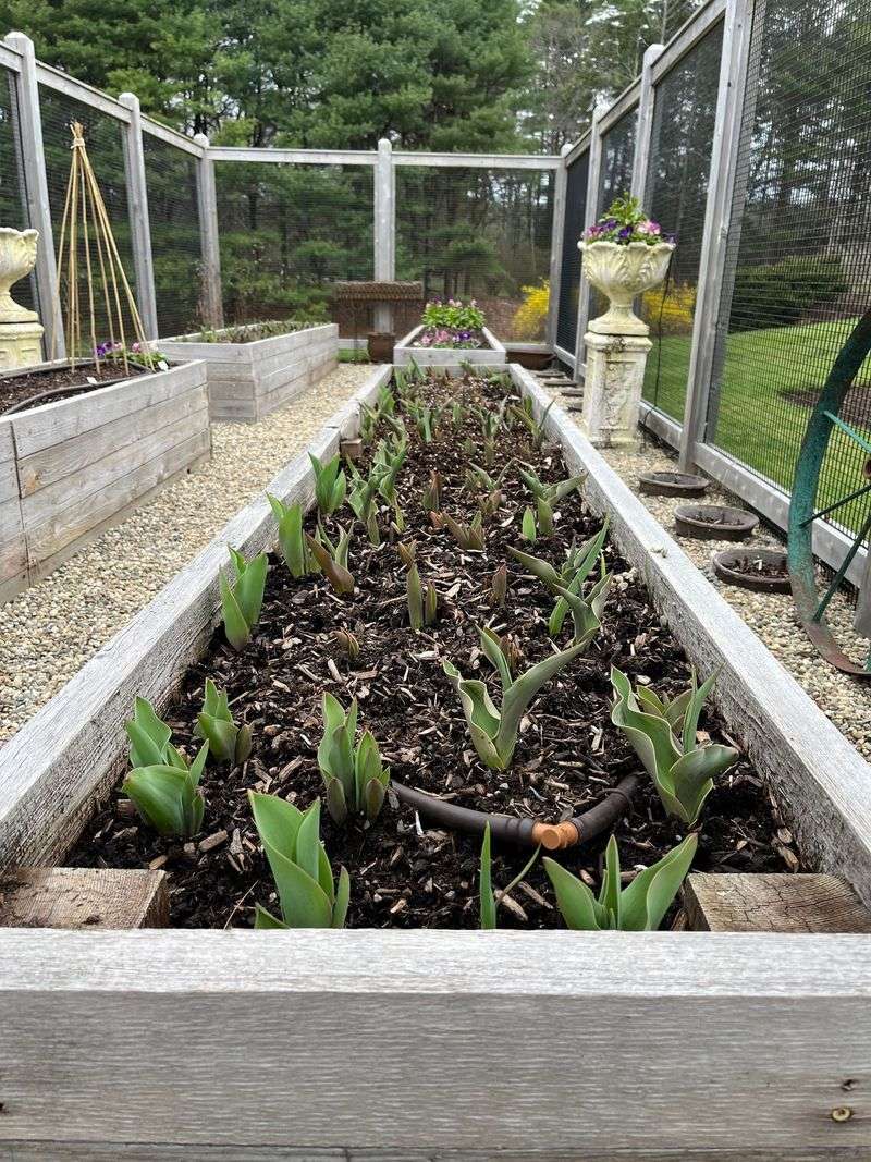 7. Use Drip Irrigation With Timers
