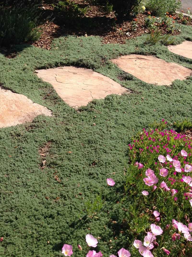 7. Introduce Competitive Ground Covers