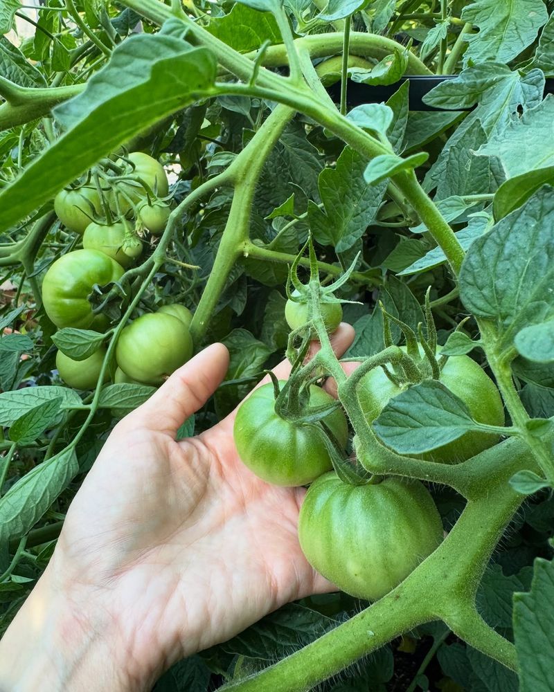 7. Tomatoes - Summer Superstars
