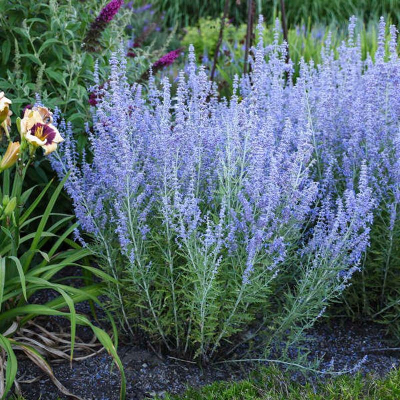 7. Russian Sage