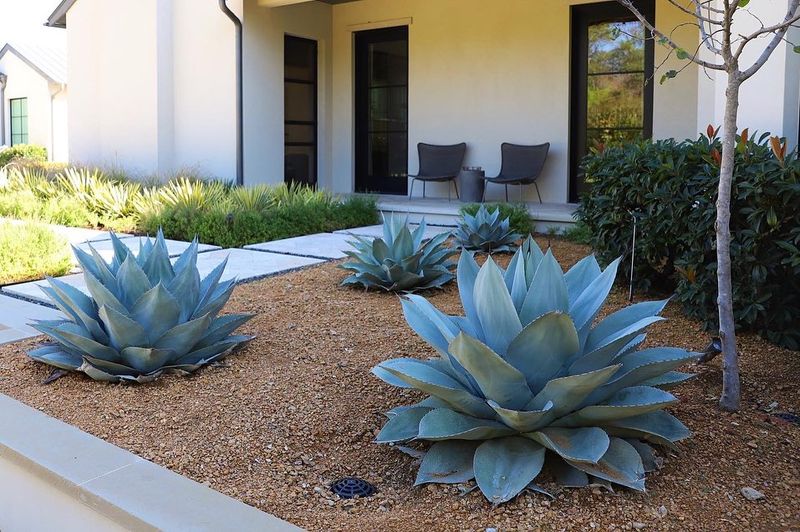 7. Agave
