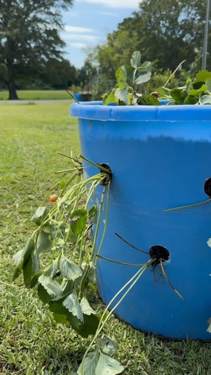 7. Upside-Down Berry Planters