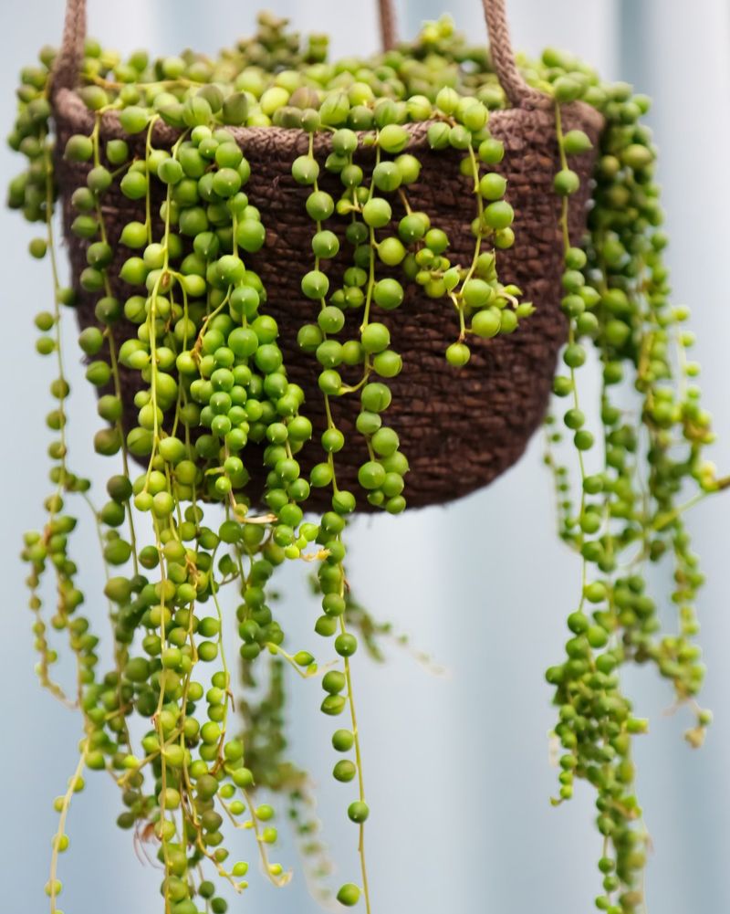 7. String Of Pearls
