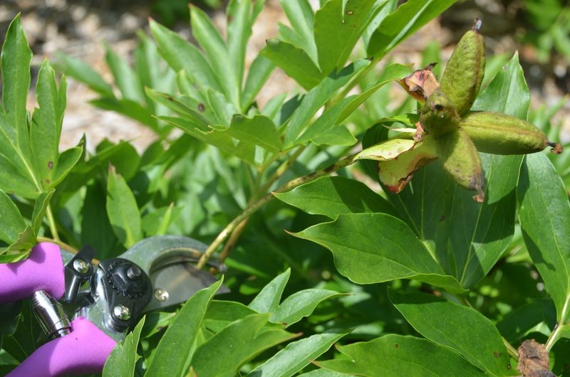 7. Different Rules For Different Peony Types