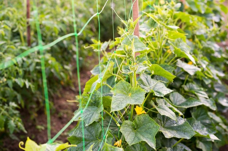 7. Stems Growing In Zigzags