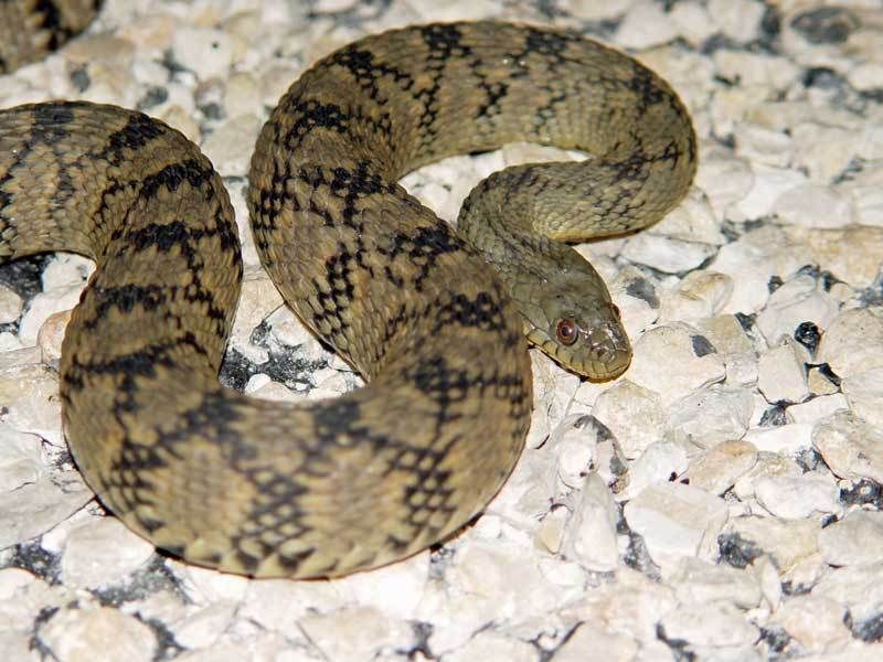 7. Louisiana