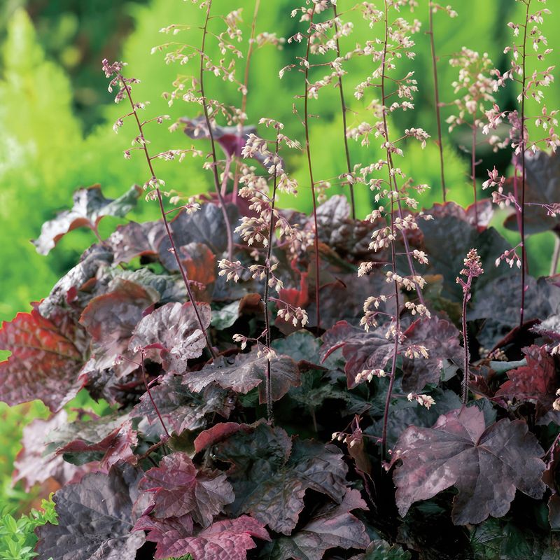 7. Coral Bells