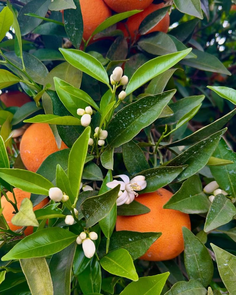 7. Prune For Outward Growth