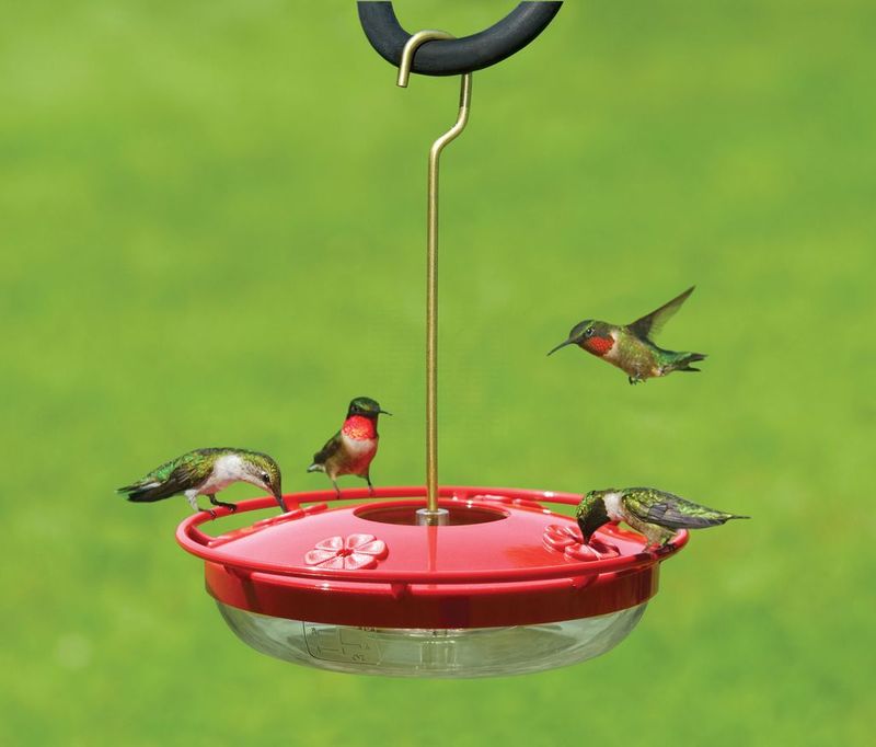 7. Enhanced Visibility For Birdwatchers