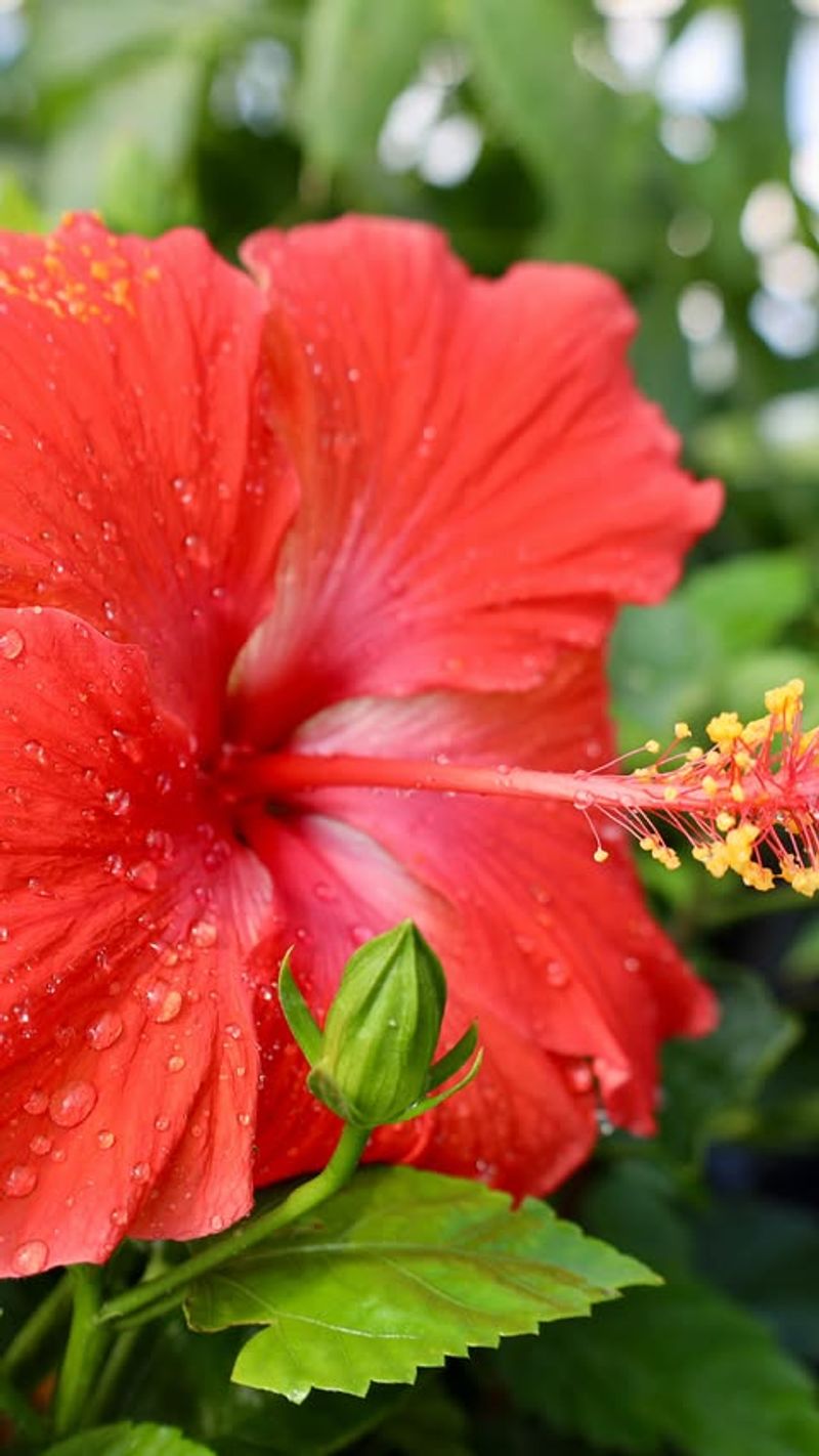 7. Hibiscus: Tropical Vacation Vibes