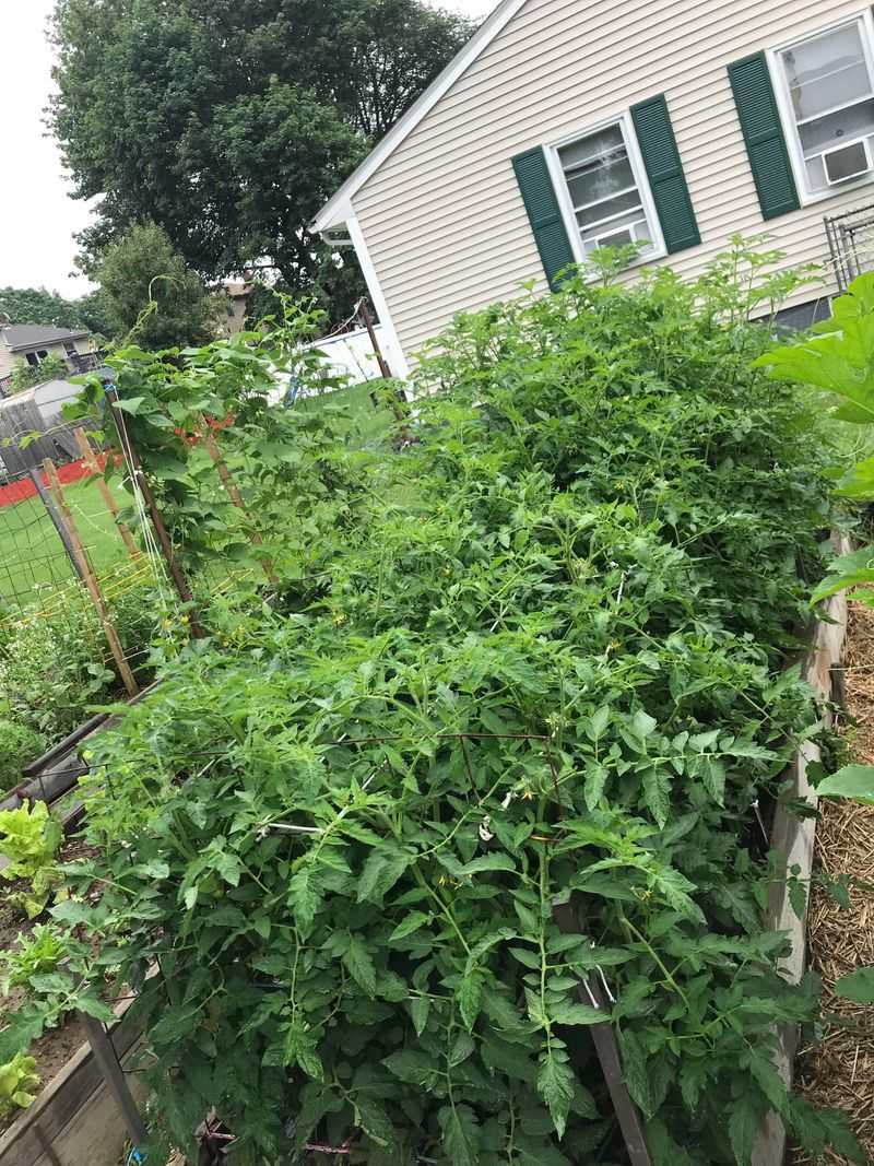 7. Overcrowded Plants