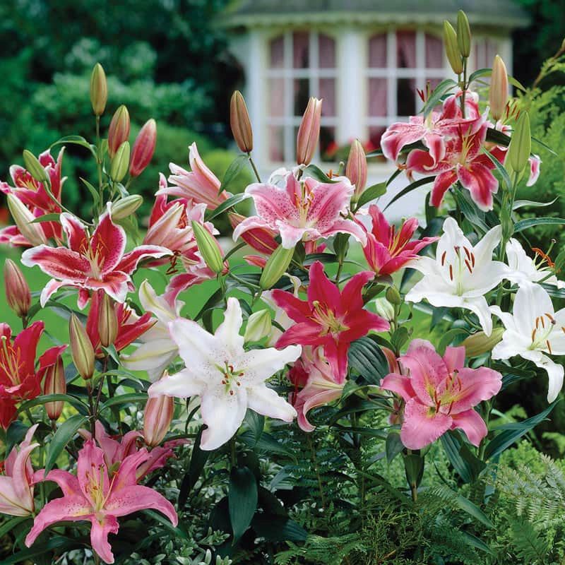 7. Creates Opportunities For Cut Flowers