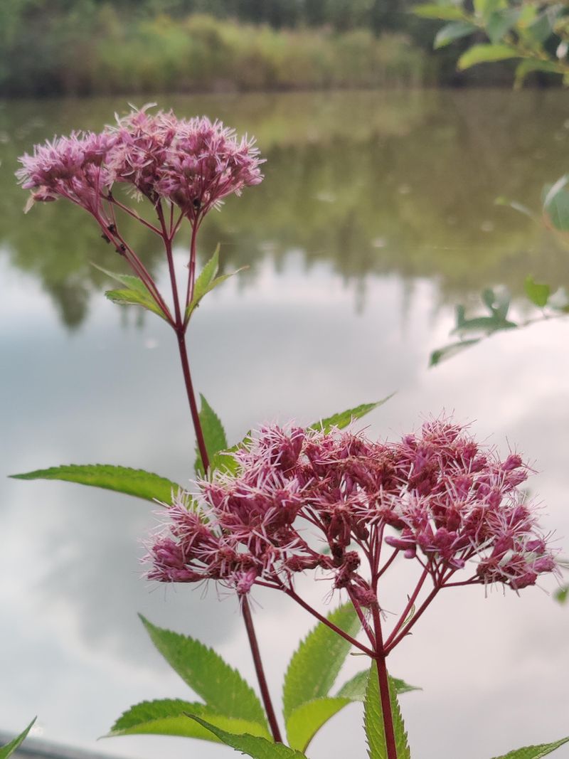 7. Magenta: Ironweed And Joe-Pye Weed