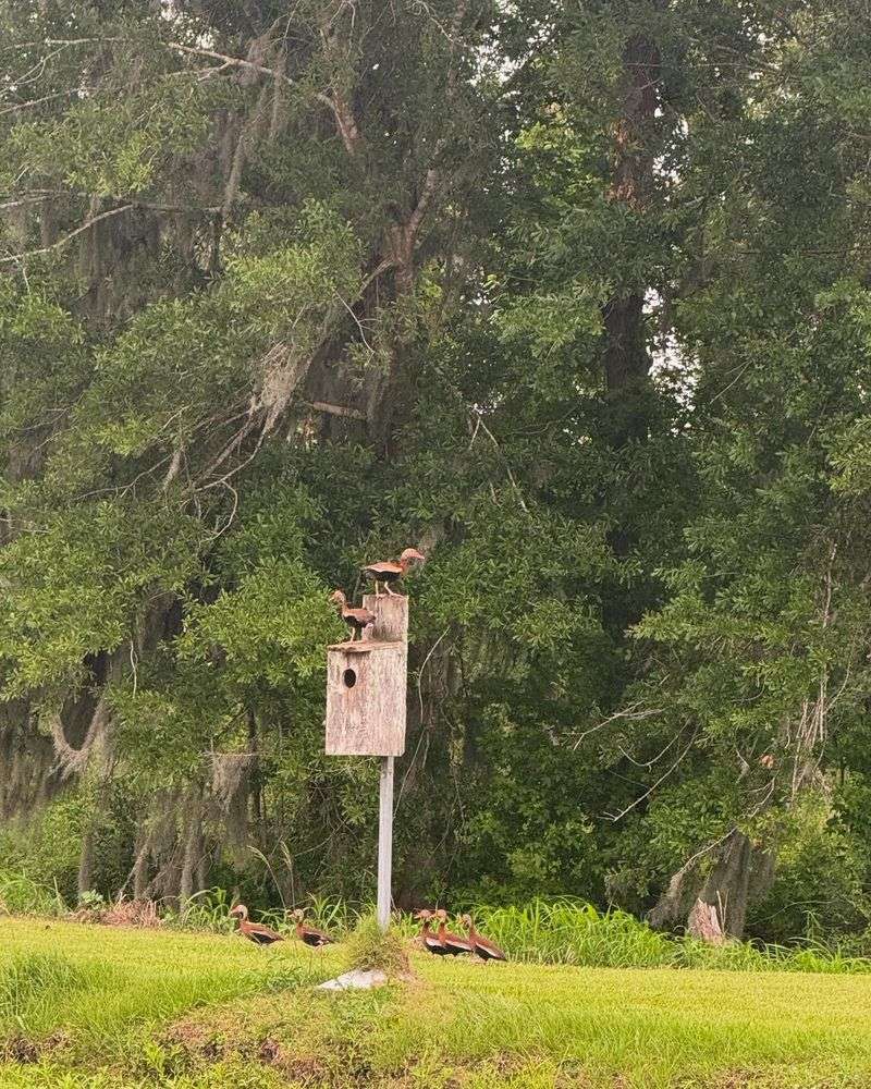 7. Bird Feeders And Scattered Seeds