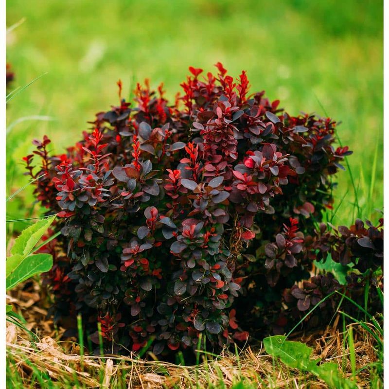 7. Barberry
