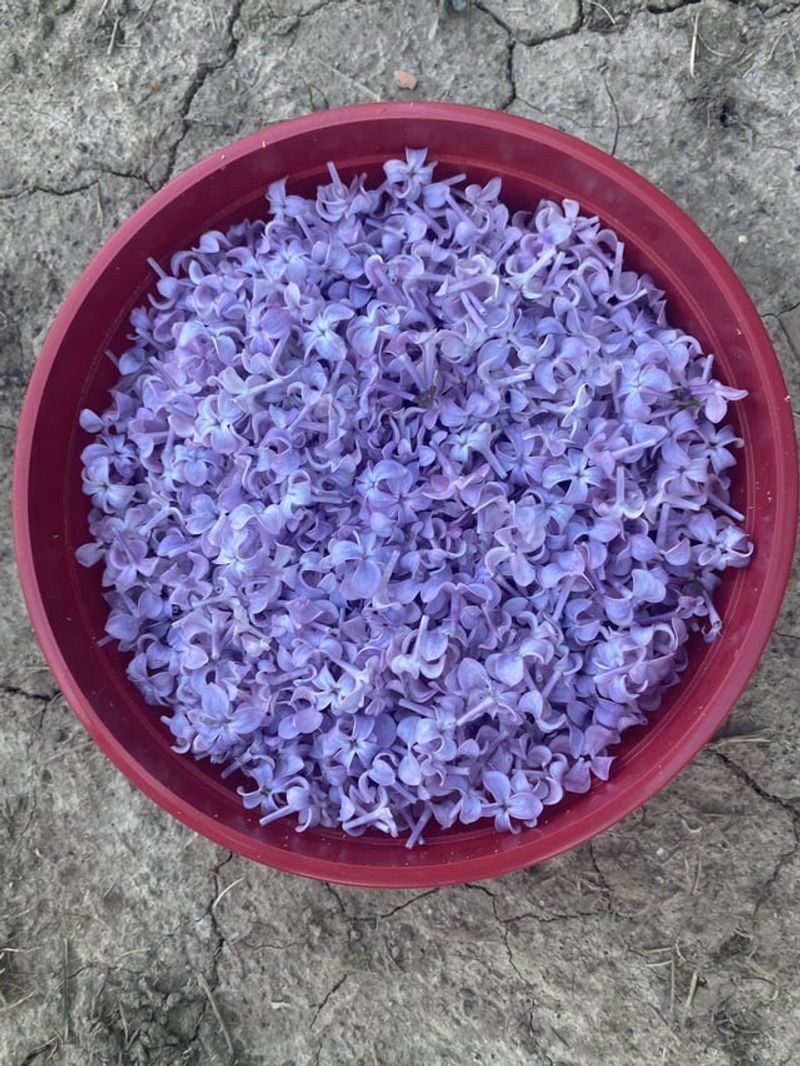 7. Freeze-Drying
