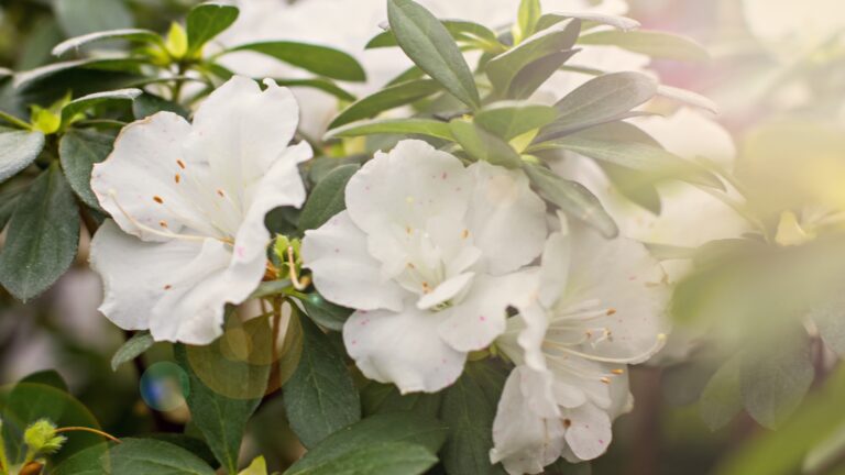 white azalea flower