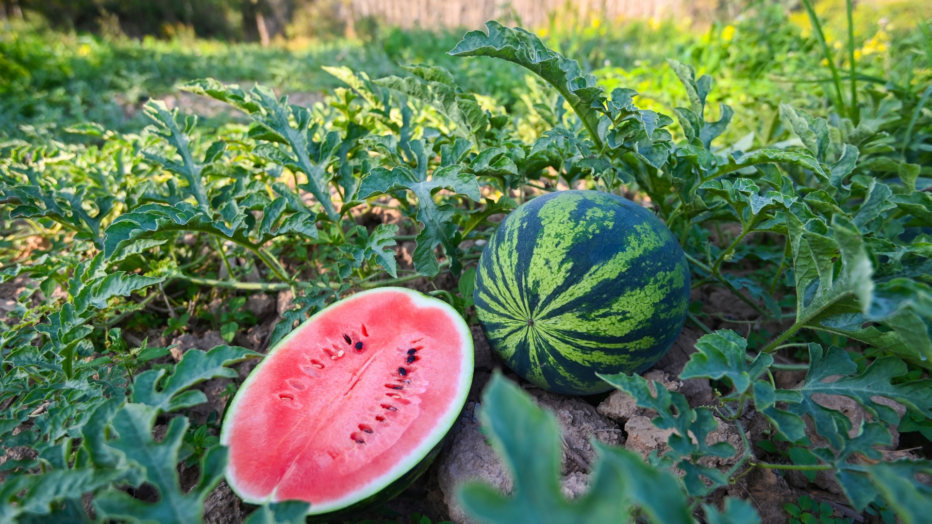 7 Tips For Choosing A Watermelon That’s Sweet And Ripe (And Tricks To Keep It Fresh Longer)
