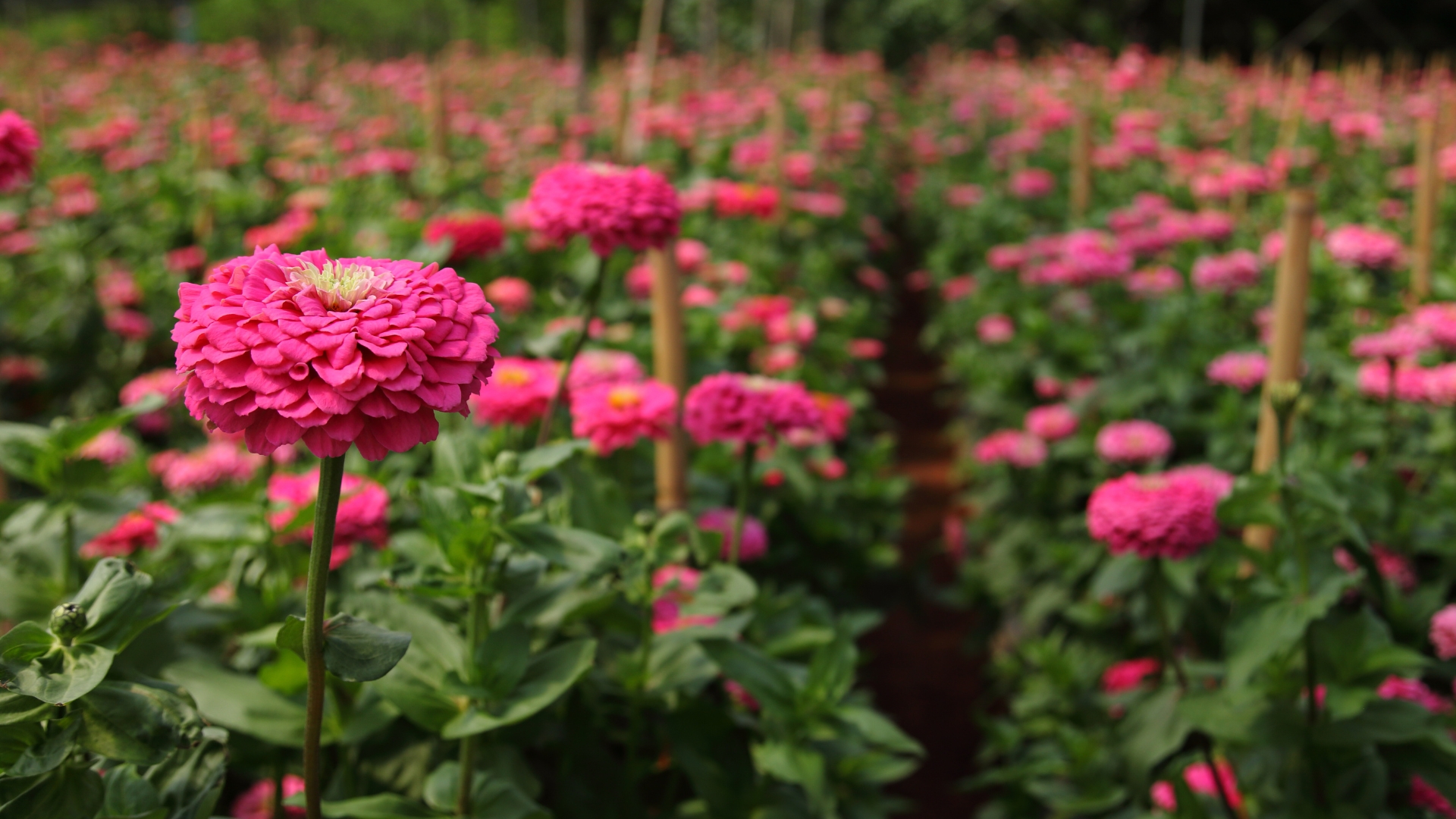 7 Ways To Grow Zinnia Flowers From Cuttings (And Tips To Keep Blooms Fresh)