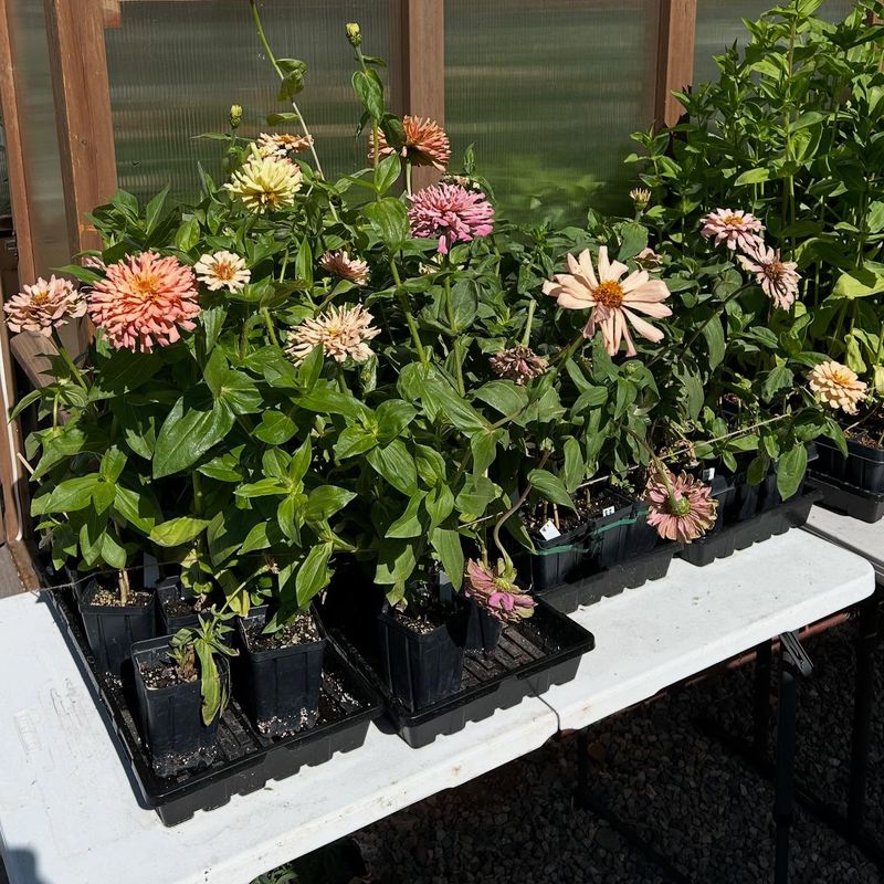 Take Stem Cuttings in Early Morning