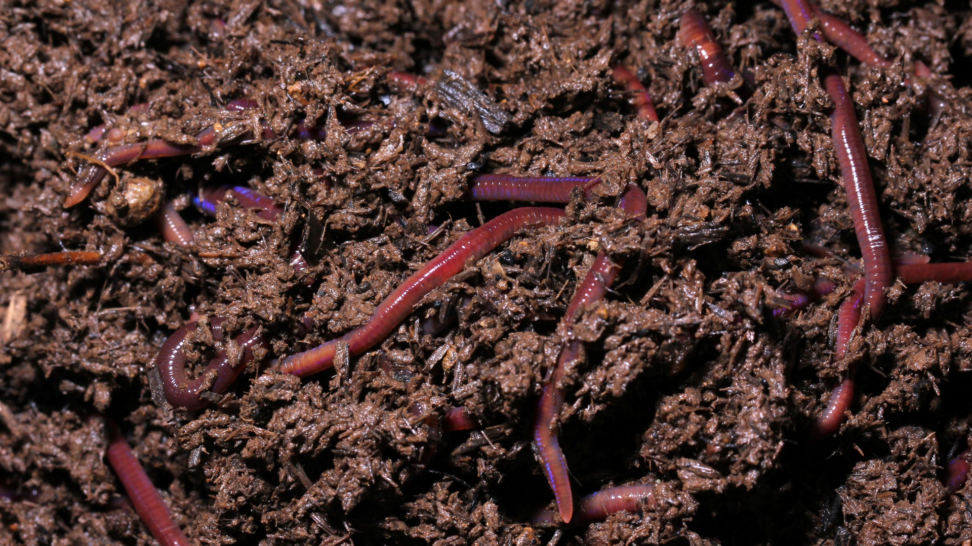 Worm cast