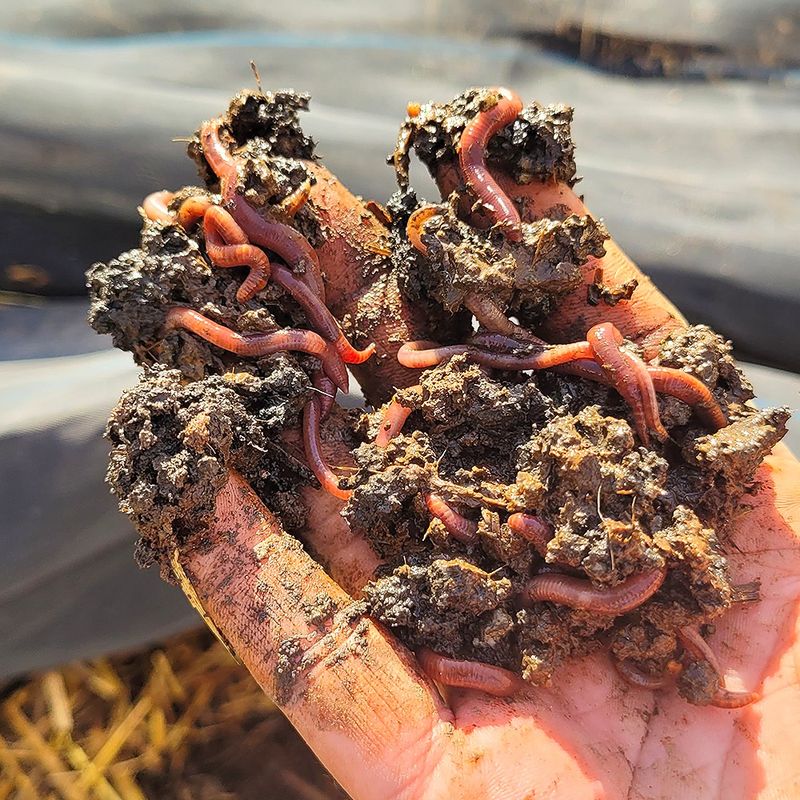 Natural Soil Aeration