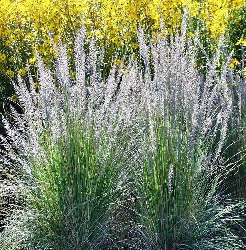 8. Ornamental Grasses