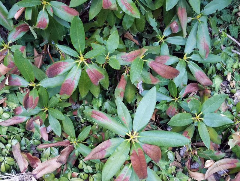 8. Rhododendrons