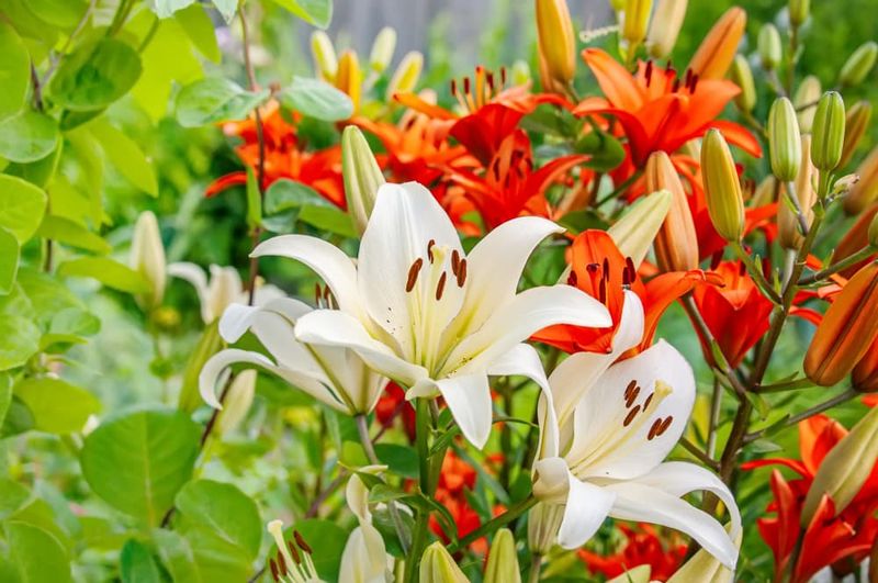 8. Eliminates Seed Pod Mess