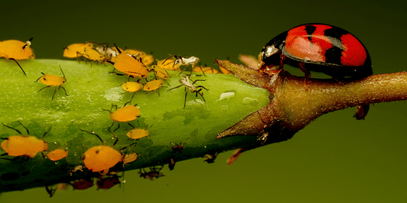8. Prevent Common Pests Naturally