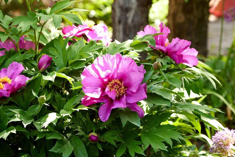 8. Aesthetic Garden Considerations