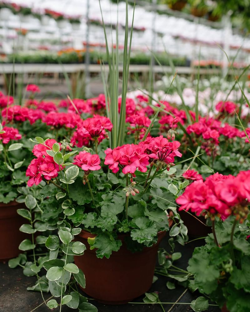 8. Geraniums: Classic Porch Companions