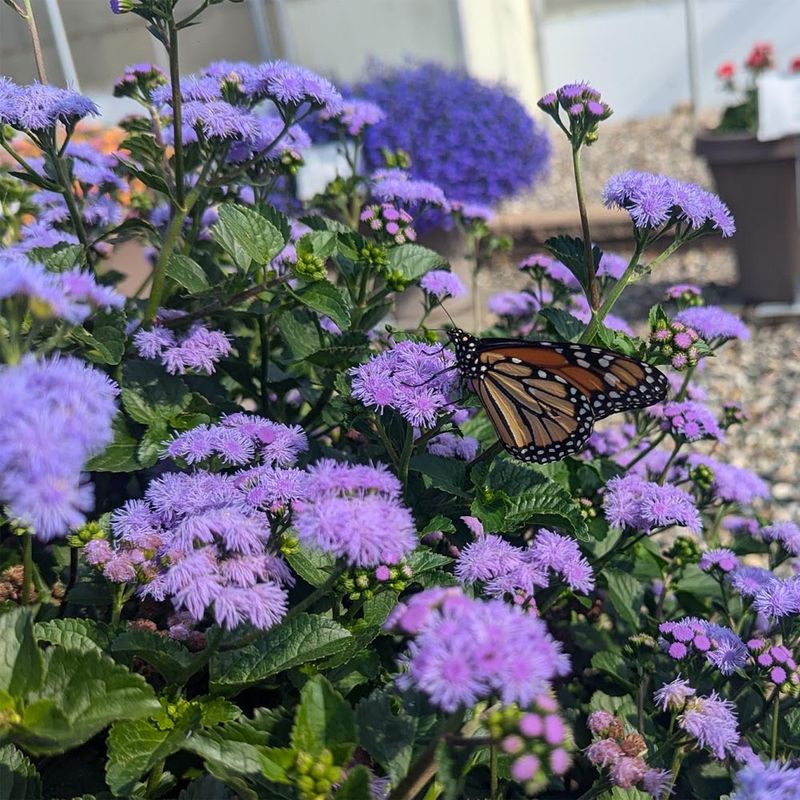 8. Sky Blue: Ageratum And Forget-Me-Not