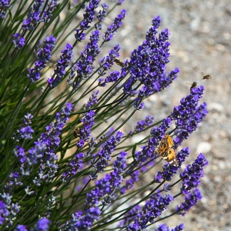 8. Avoid High-Nitrogen Fertilizers