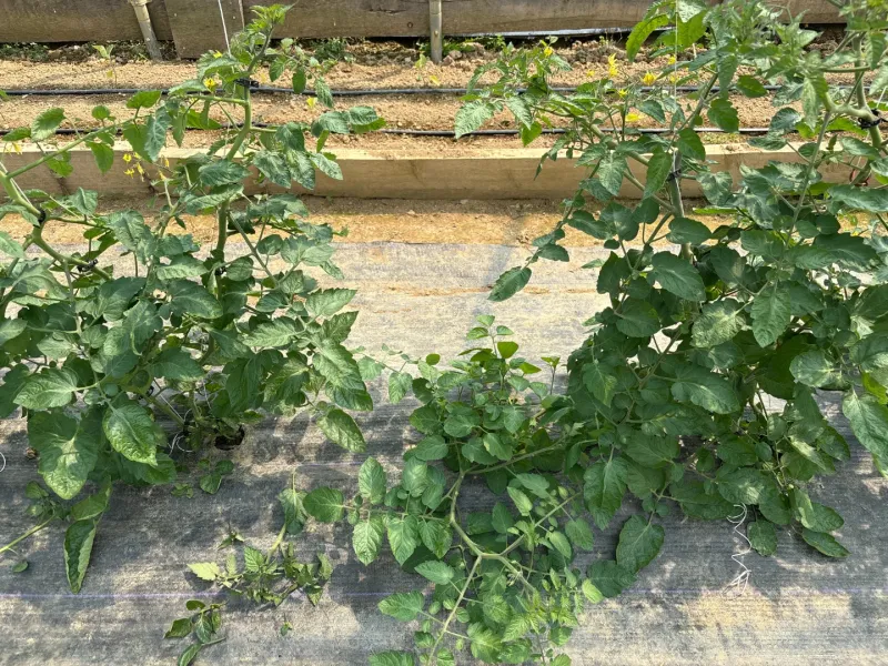 8. Create A Pruning Schedule