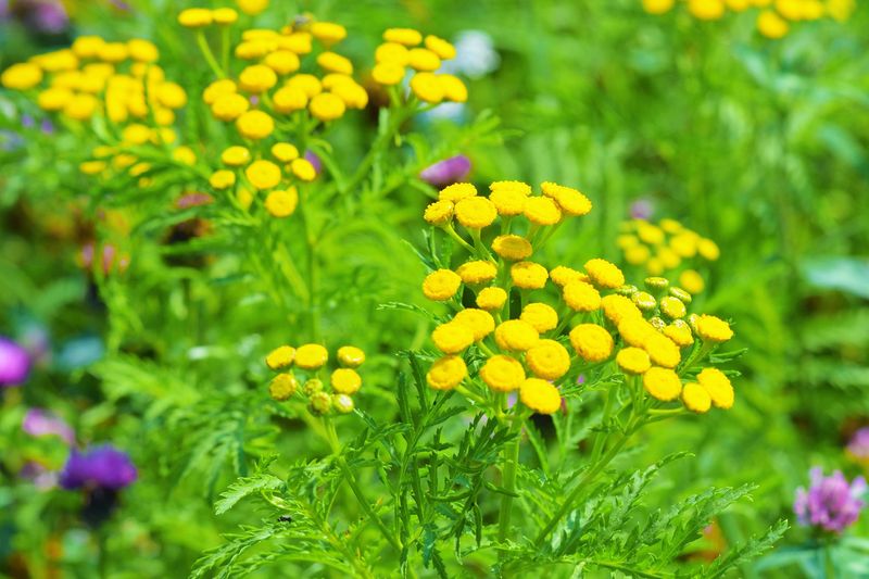 8. Tansy