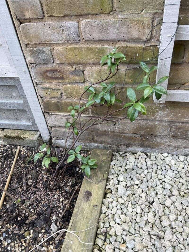 8. Weak Or Leggy Stems