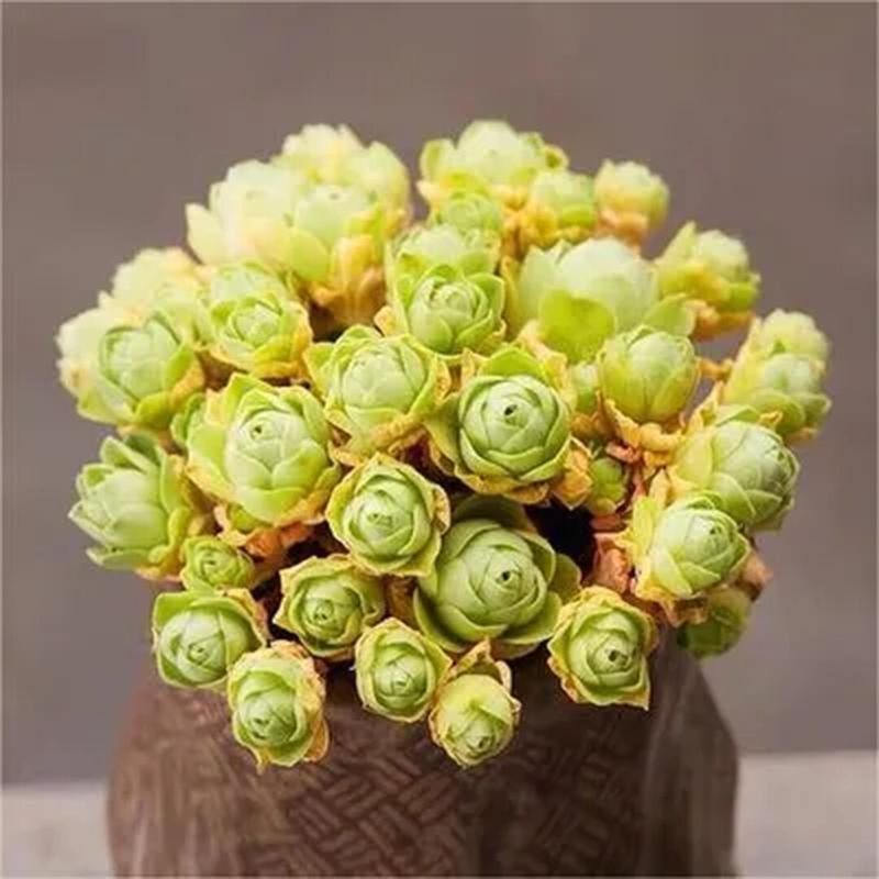 8. Rose Succulent