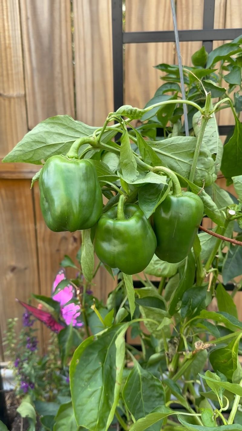 8. Peppers - Heat-Loving Beauties