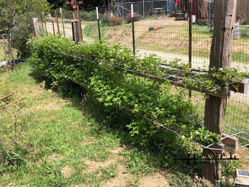 8. Trellis Netting For Vining Berries
