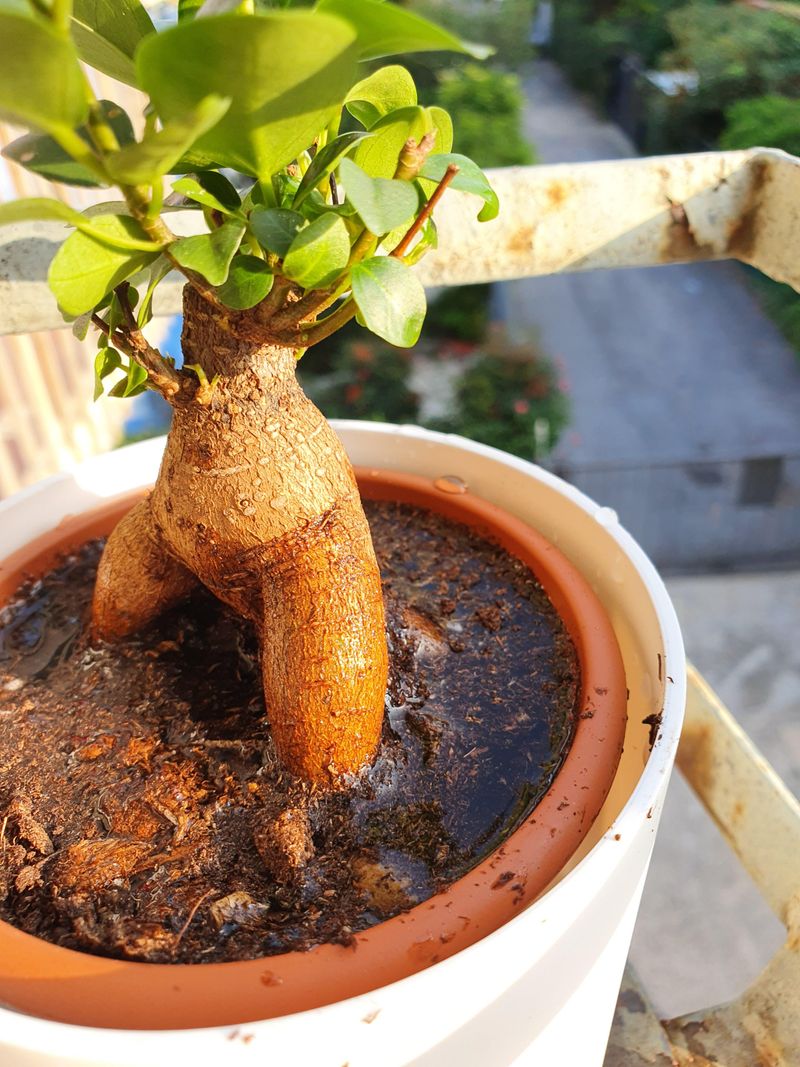 8. Double-Pot Your Plants