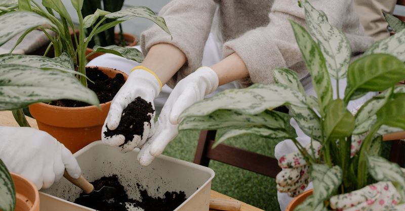 8. Using Containers Without Drainage
