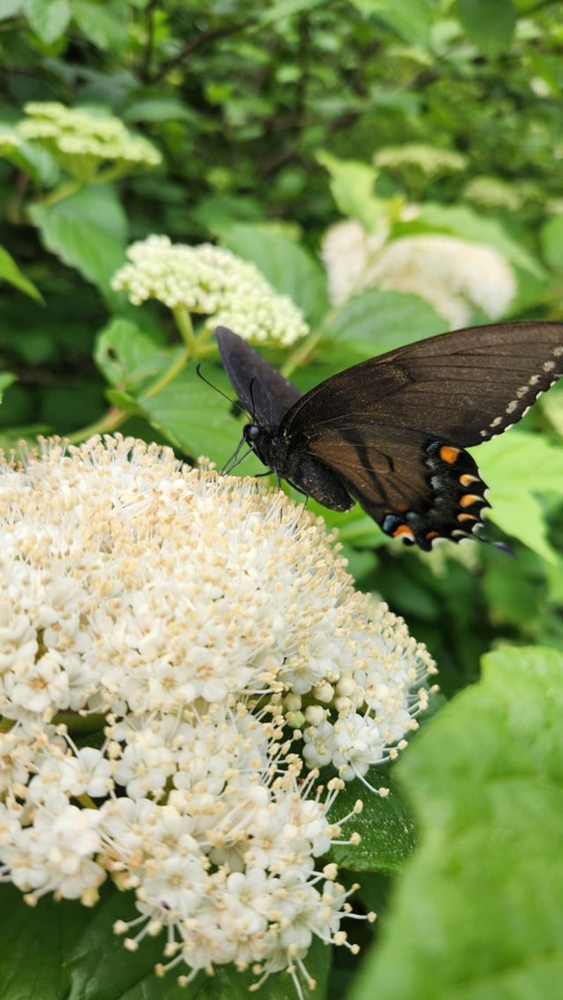 8. Pollinator Populations Get Affected
