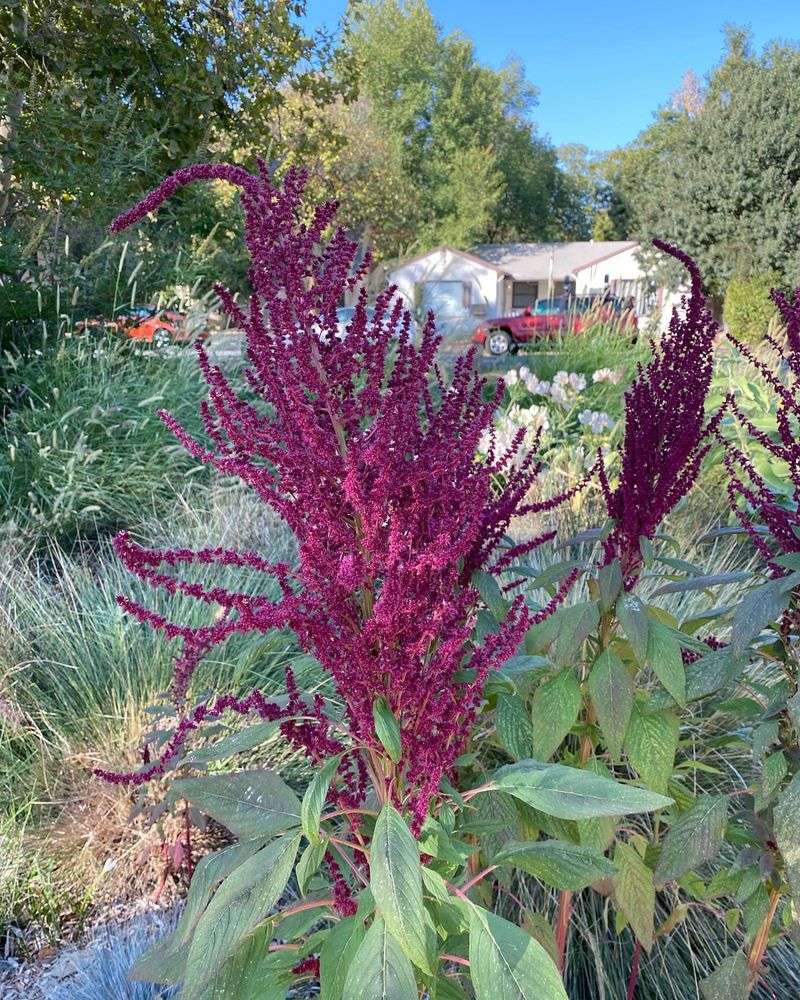 8. Amaranth