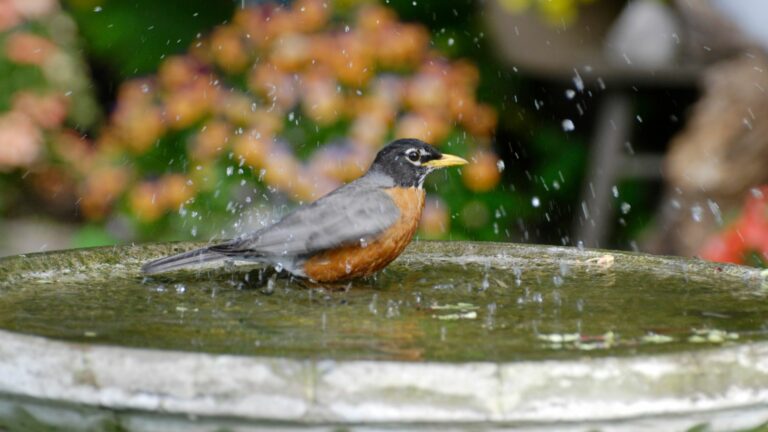 birdbath