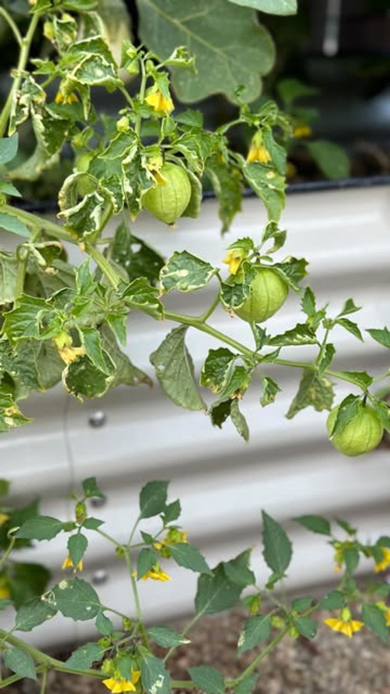 9. Tomatillos